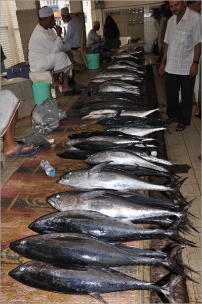 welcome to the fish-market in mutrah!