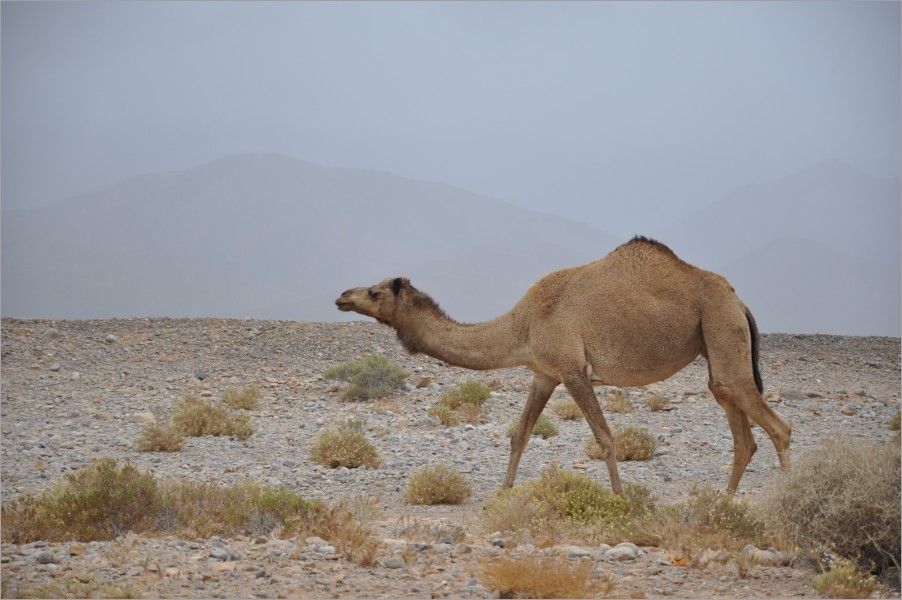 camels on our way south - after a night in pouring rain, surrounded by lightning and just next to the wild sea