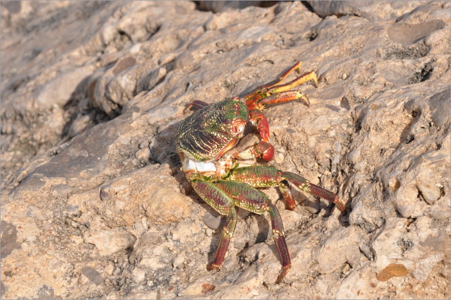 well, these crabs didn't look as friendly as the turles, but they were huuuge!