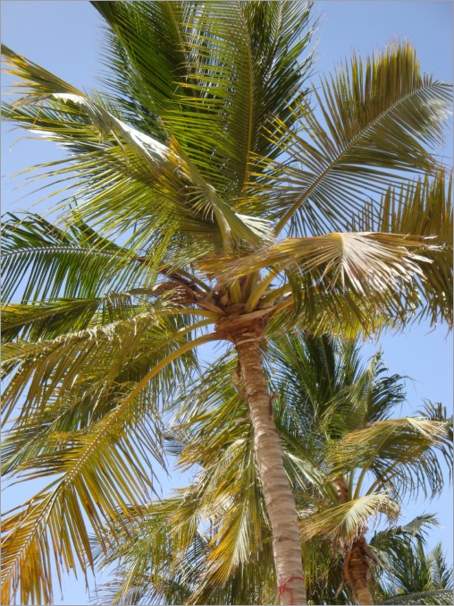 our last day - relaxing under the palmtrees - getting ready to start work again back in europe