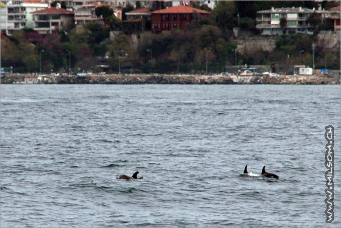 dolphins in the bosporus