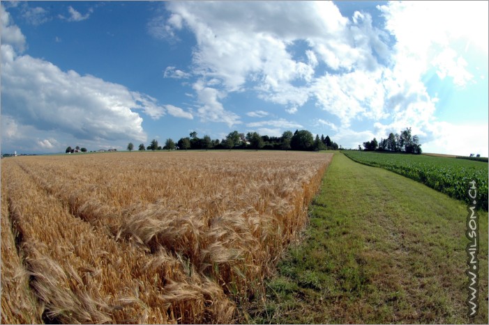 thurgau fields
